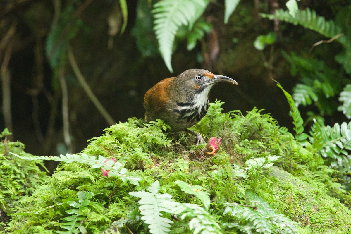 Black-necklaced Scimitar-Babbler - ML650840634