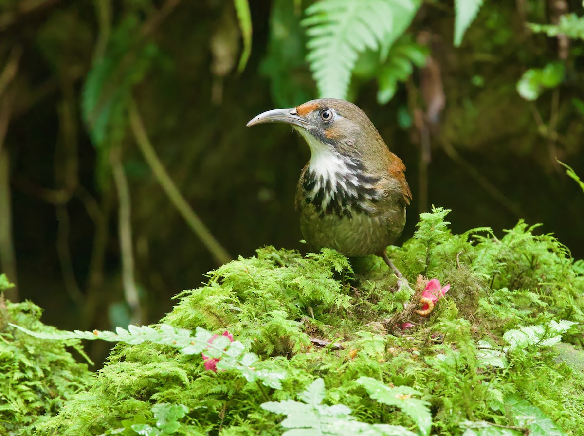 Black-necklaced Scimitar-Babbler - ML650840644