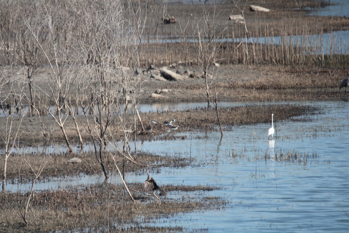 Black-necked Stilt - ML650840678