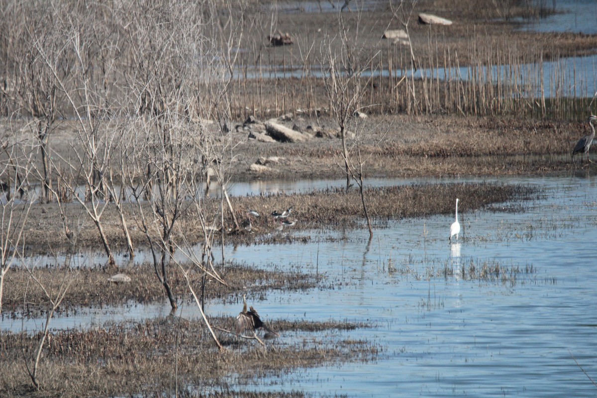 Black-necked Stilt - ML650840679