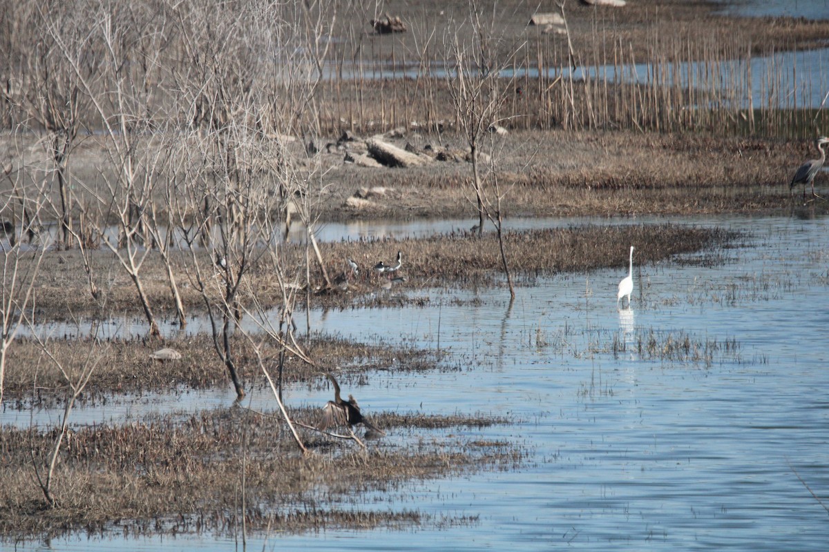 Black-necked Stilt - ML650840680