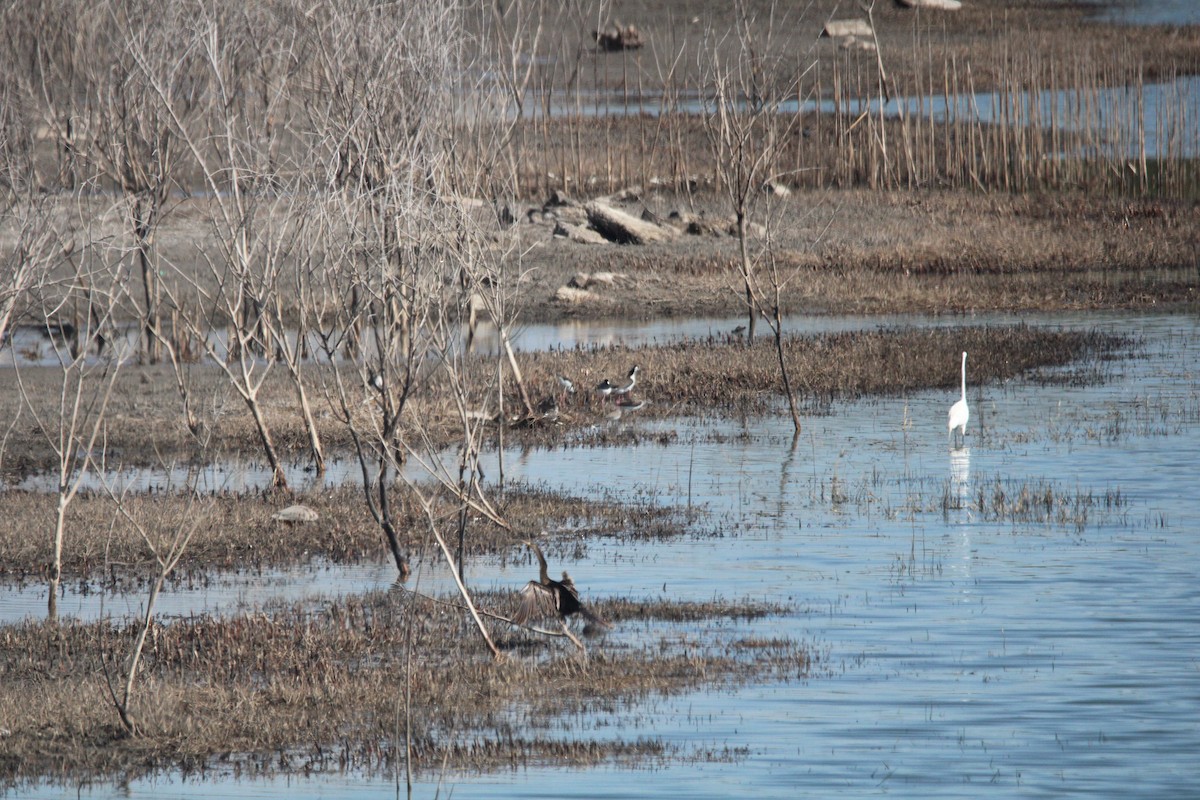 Black-necked Stilt - ML650840681
