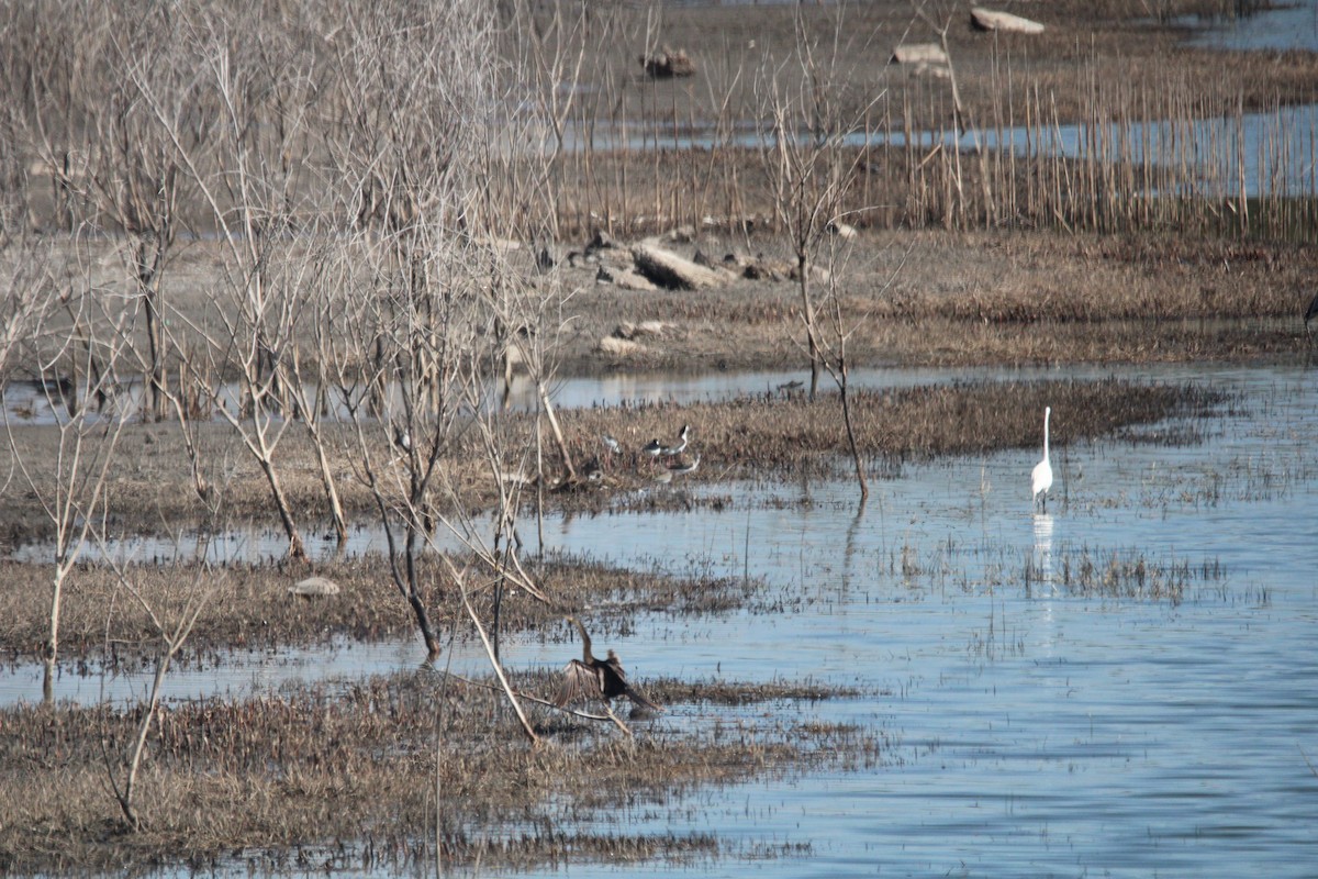 Black-necked Stilt - ML650840683