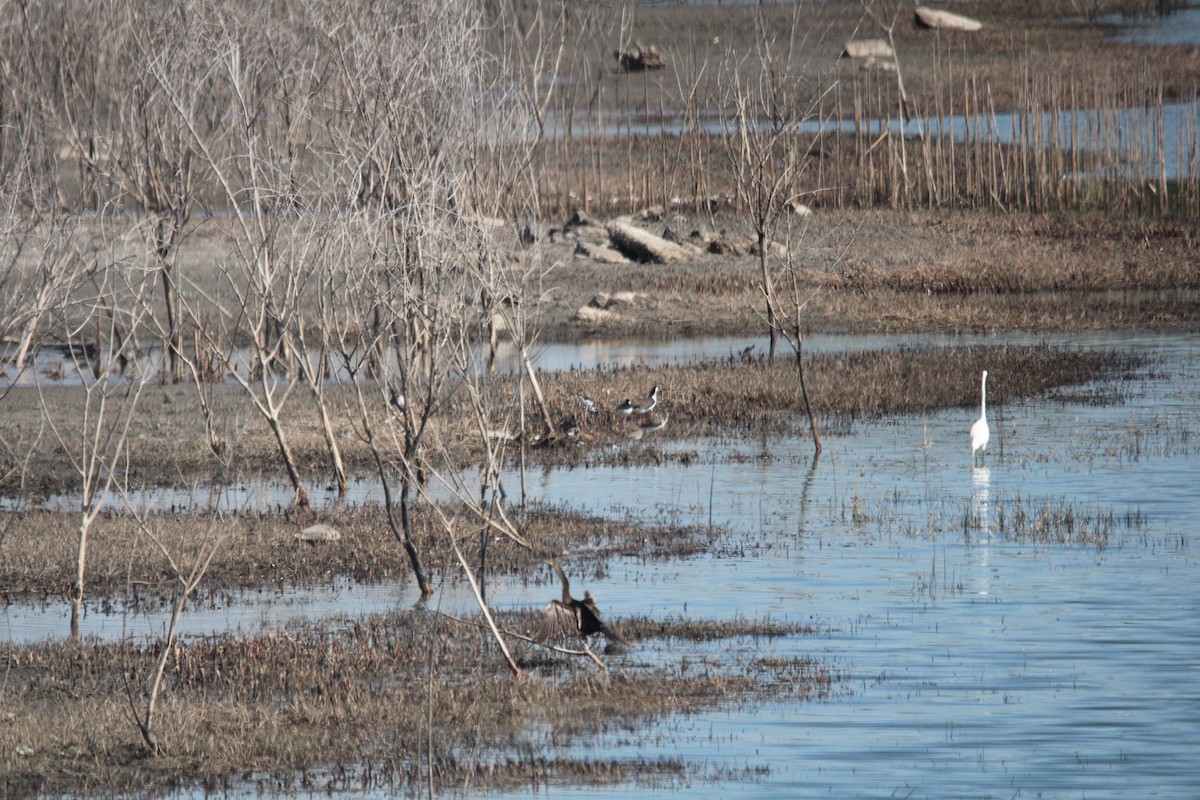 Black-necked Stilt - ML650840684