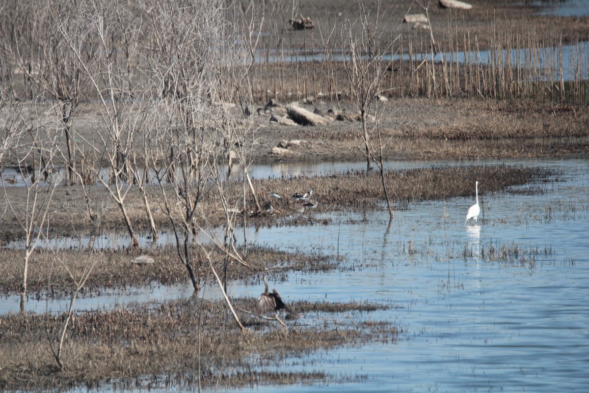 Black-necked Stilt - ML650840685