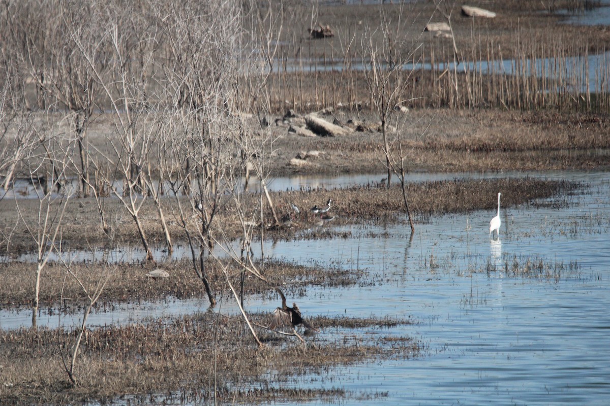 Black-necked Stilt - ML650840686