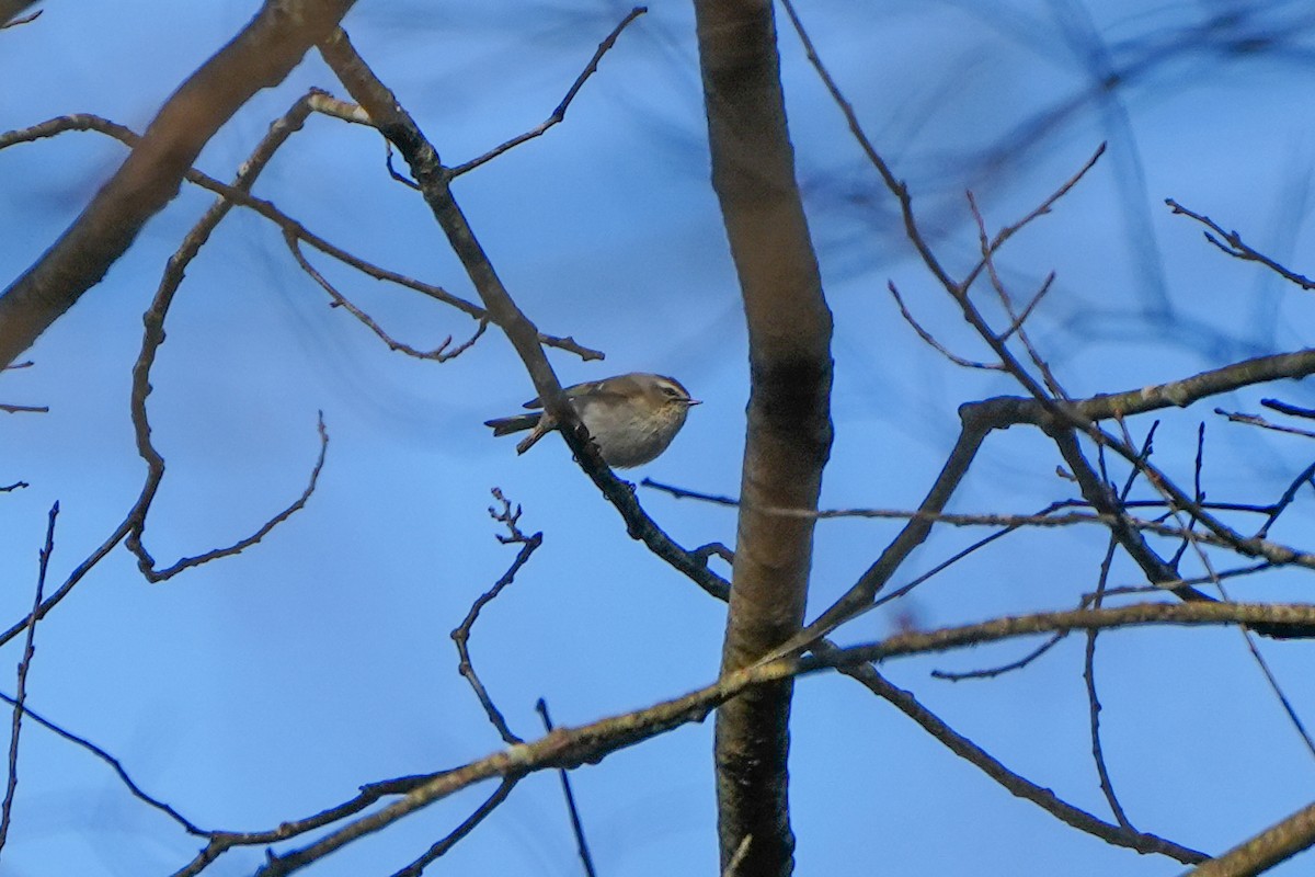 Золотомушка світлоброва - ML650840728