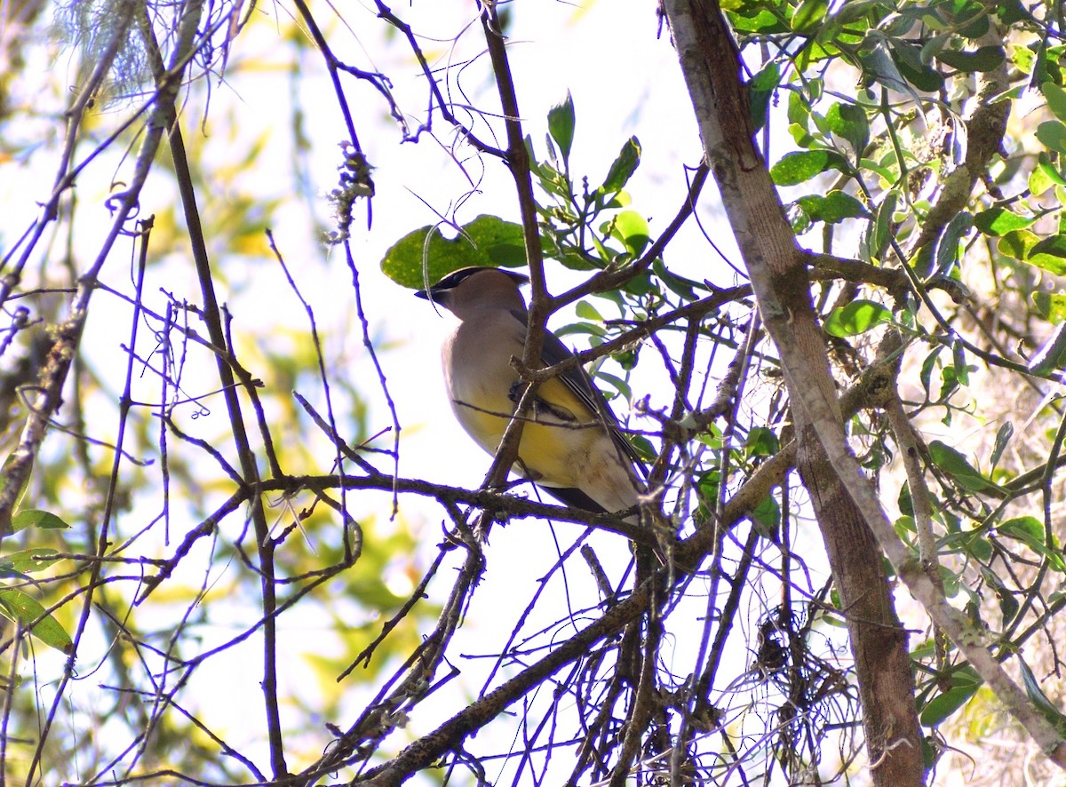 Cedar Waxwing - ML650840948