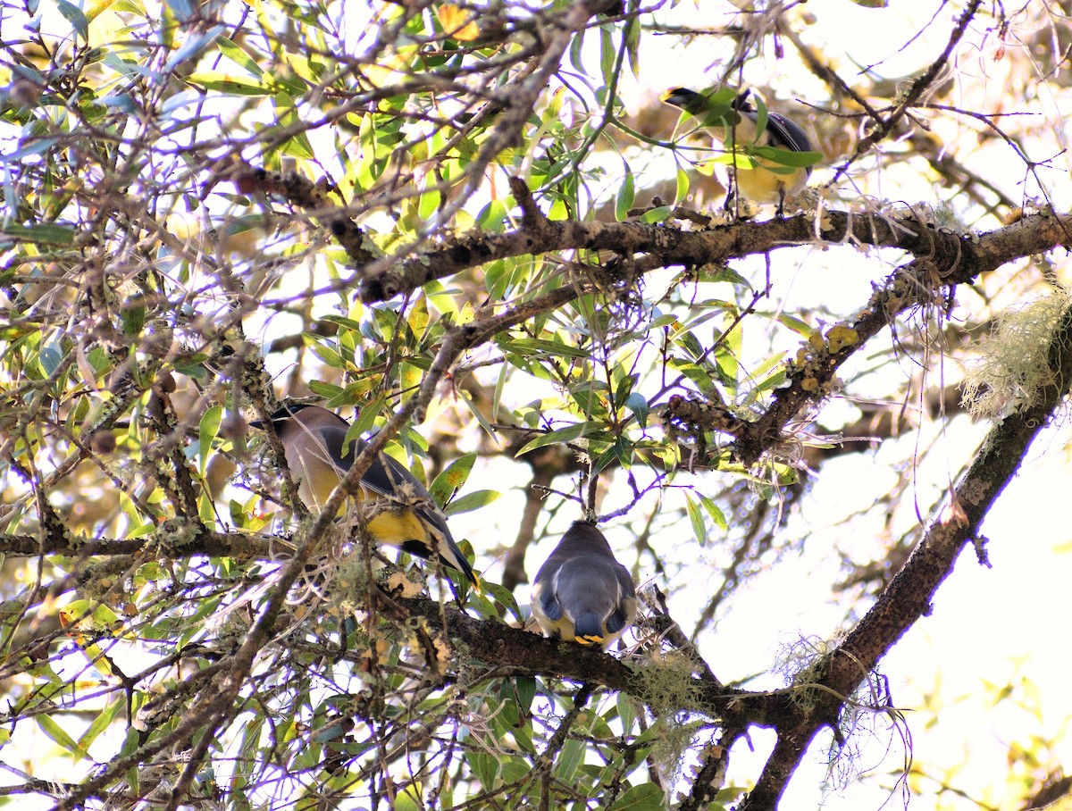 Cedar Waxwing - ML650840968