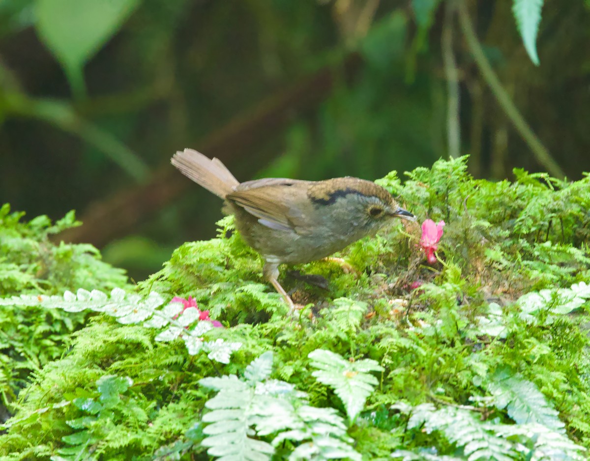 Dusky Fulvetta - ML650841040