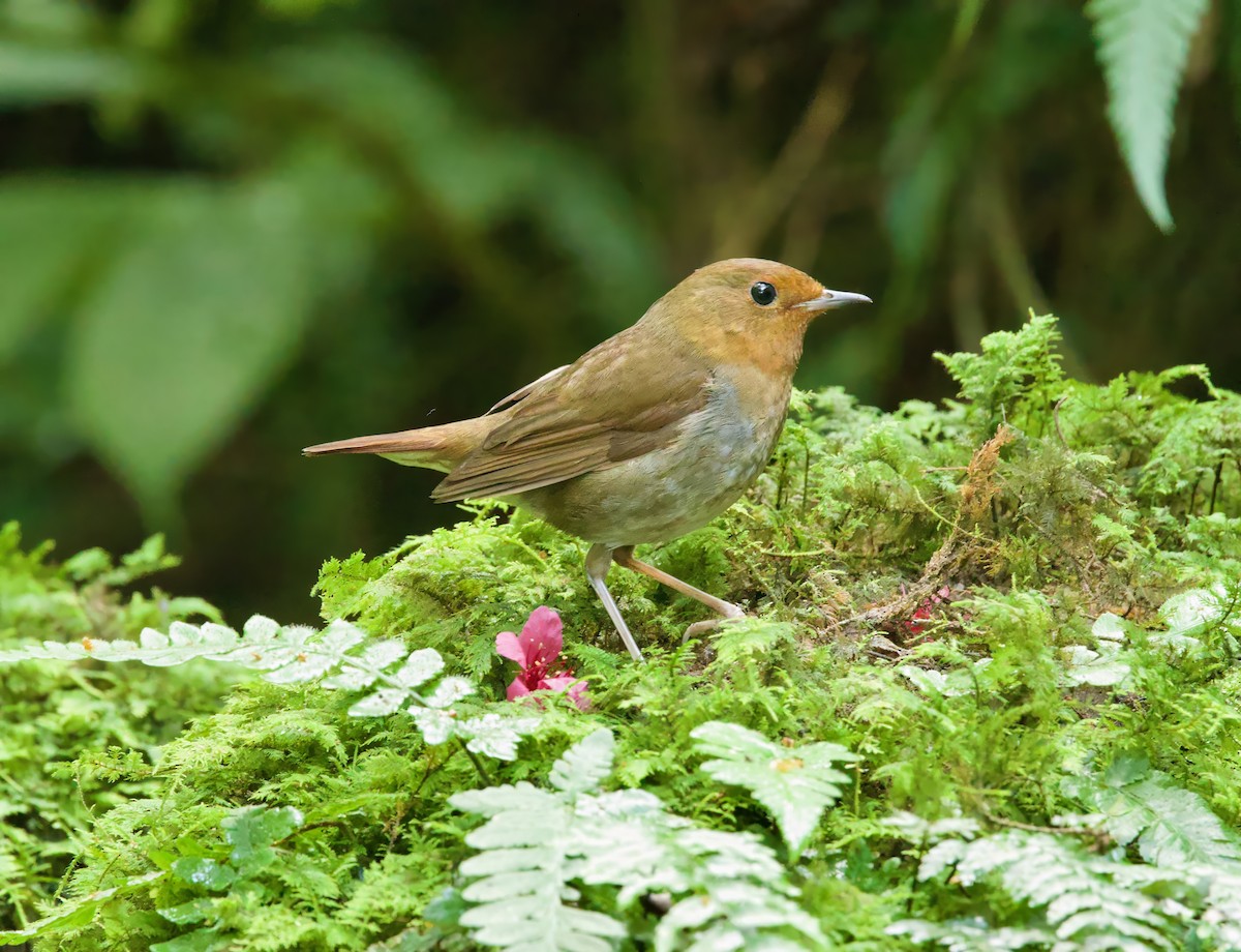 Japanese Robin - ML650841046