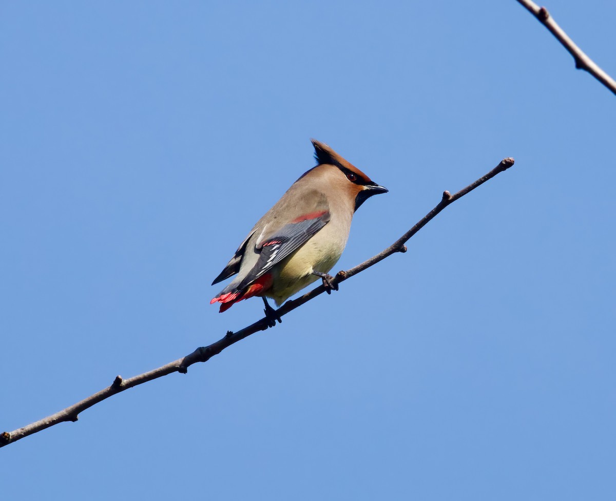 Japanese Waxwing - ML650841108