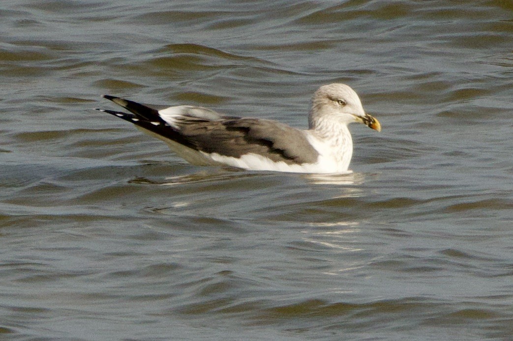 Lesser Black-backed Gull - ML650841115
