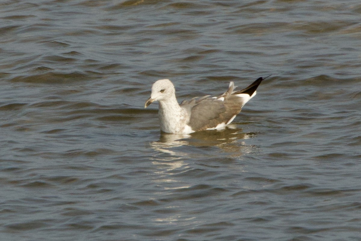 Lesser Black-backed Gull - ML650841116