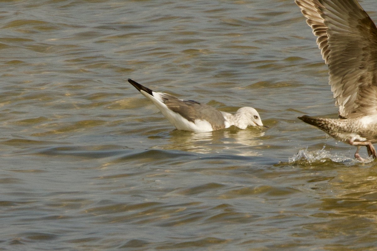 Lesser Black-backed Gull - ML650841117