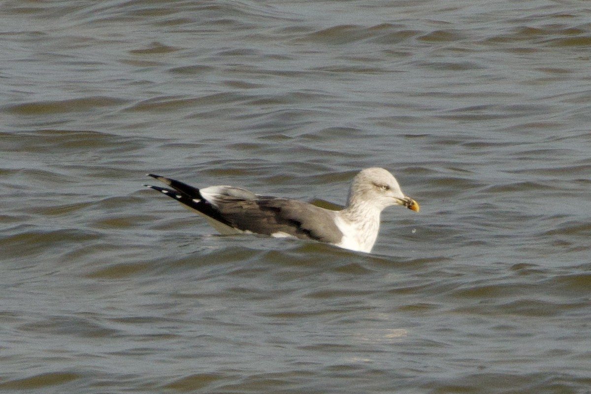 Lesser Black-backed Gull - ML650841118