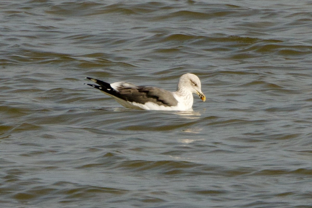 Lesser Black-backed Gull - ML650841119