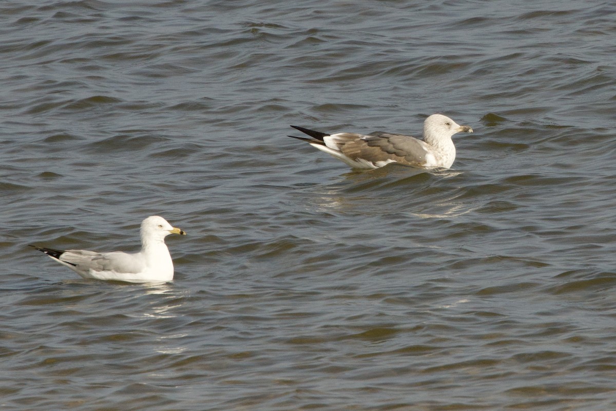 Lesser Black-backed Gull - ML650841120