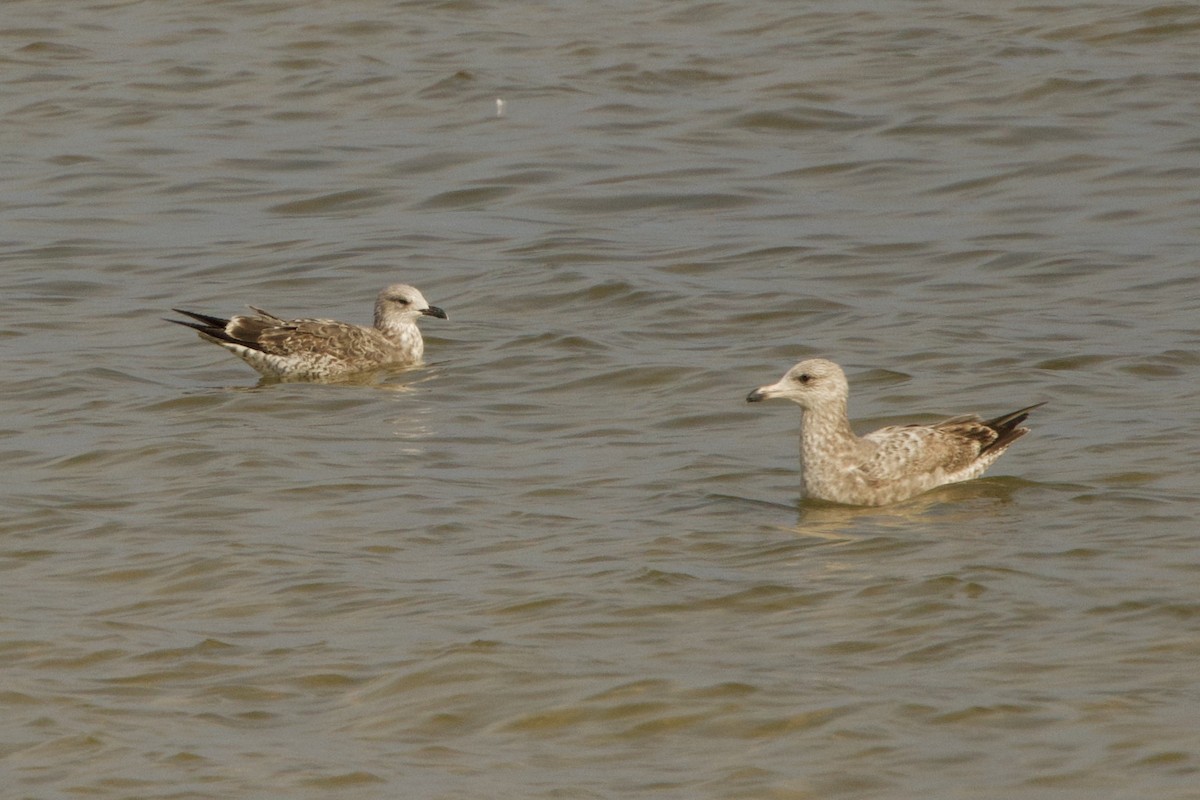 Lesser Black-backed Gull - ML650841138