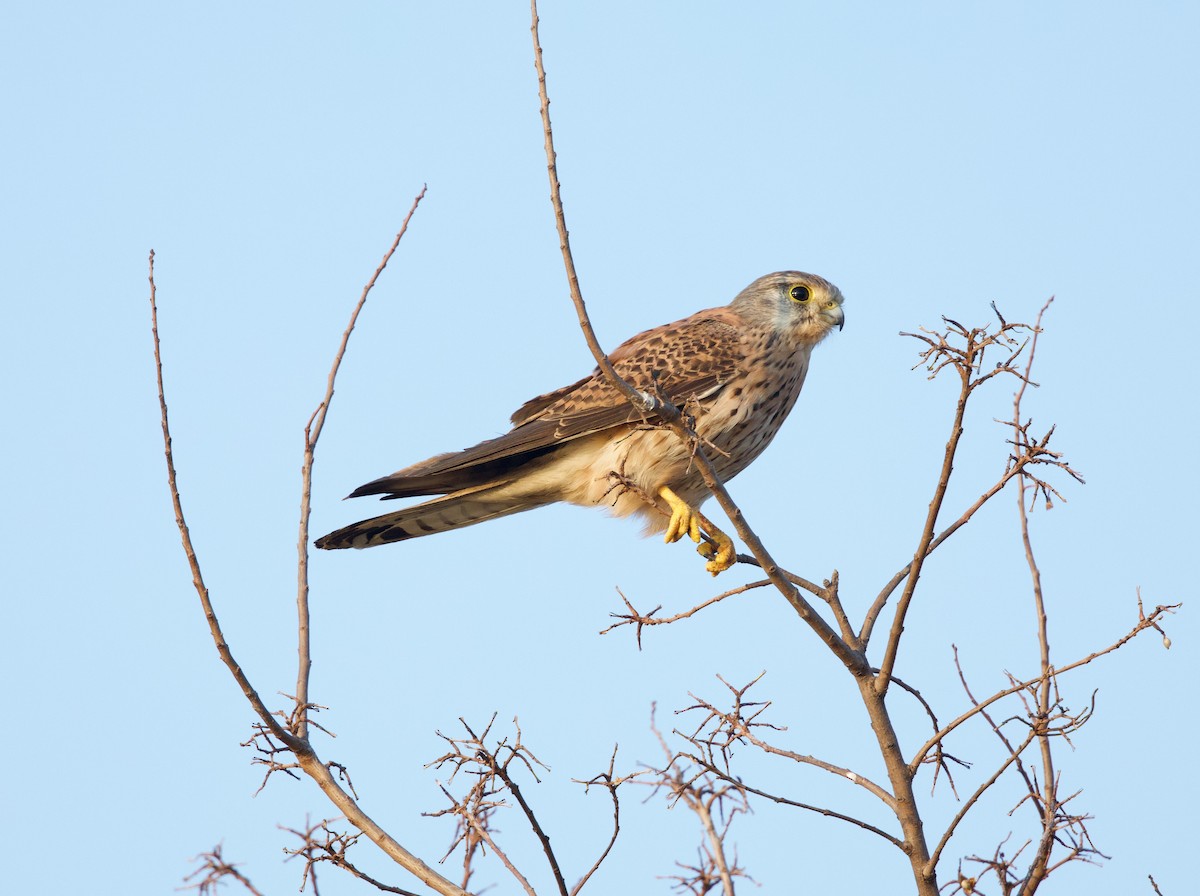 Eurasian Kestrel - ML650841175