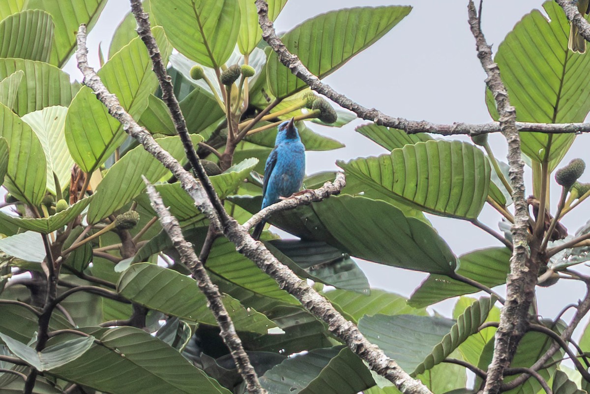 ヒワミツドリ - ML650841249