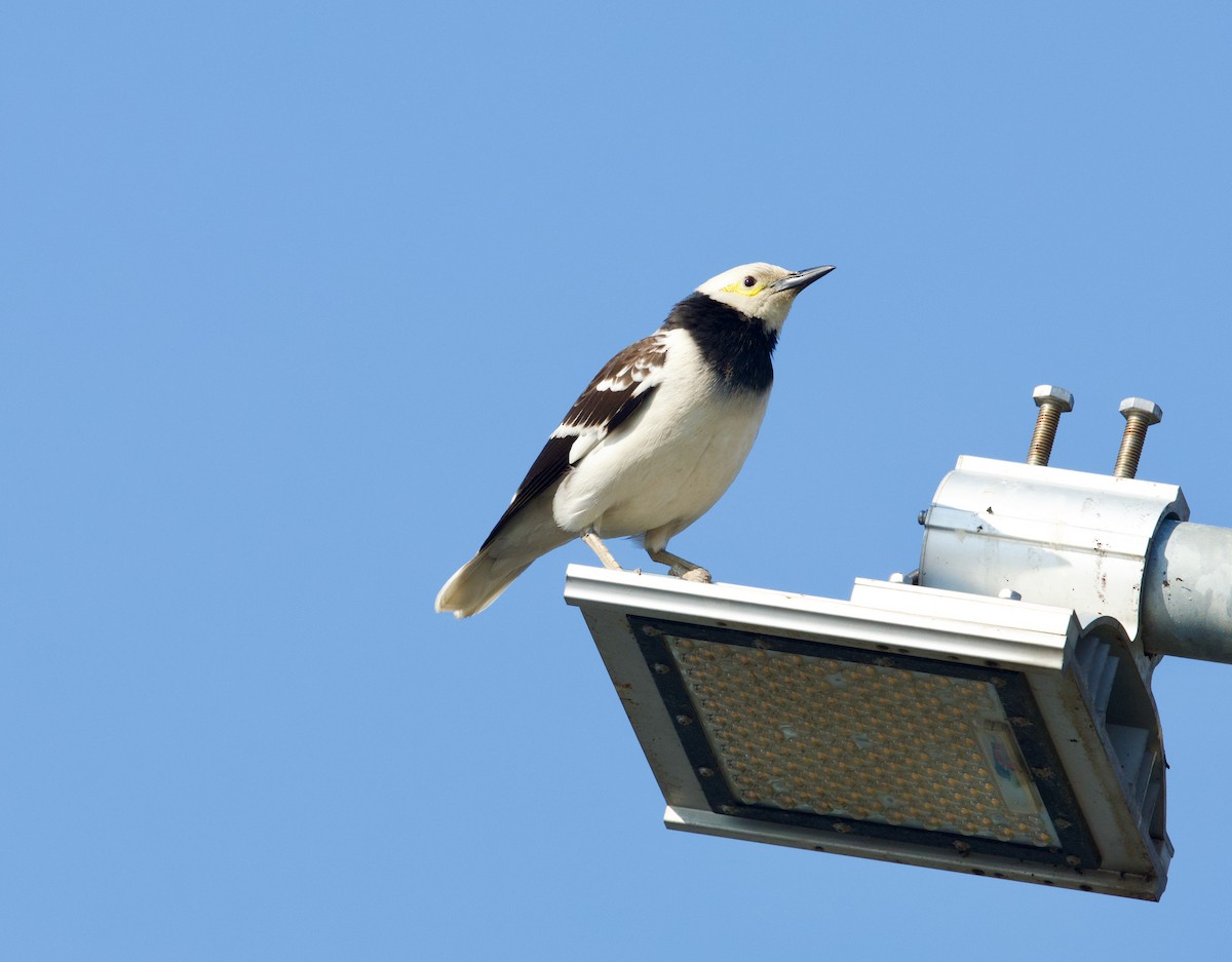 Black-collared Starling - ML650841332