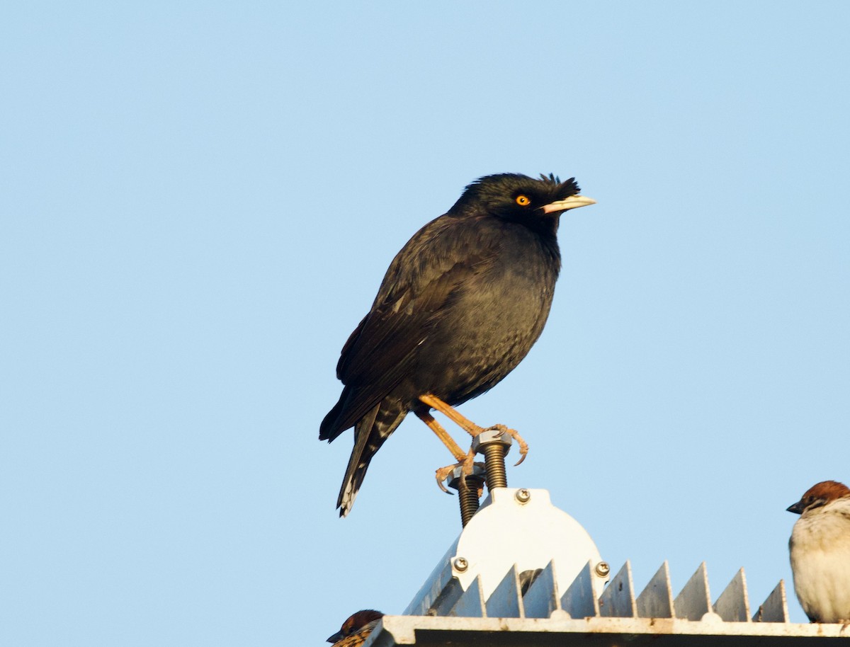 Crested Myna - ML650841425
