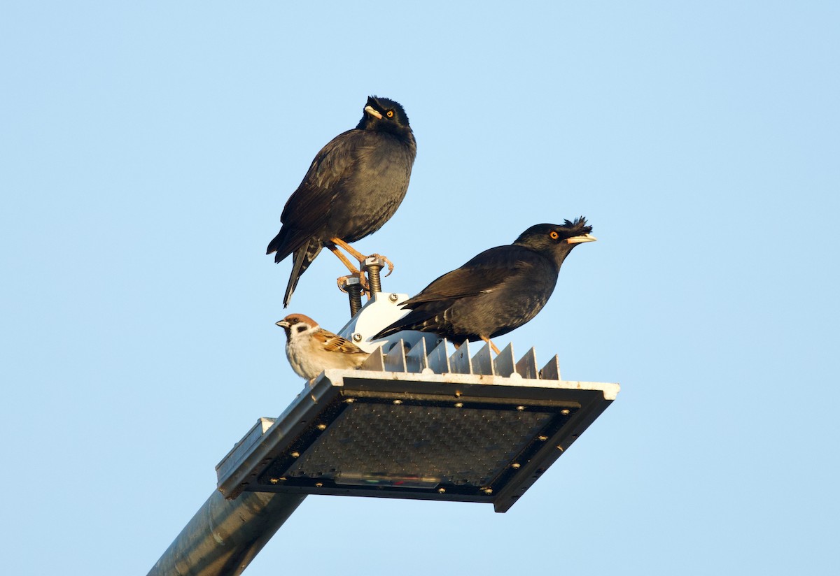 Crested Myna - ML650841431
