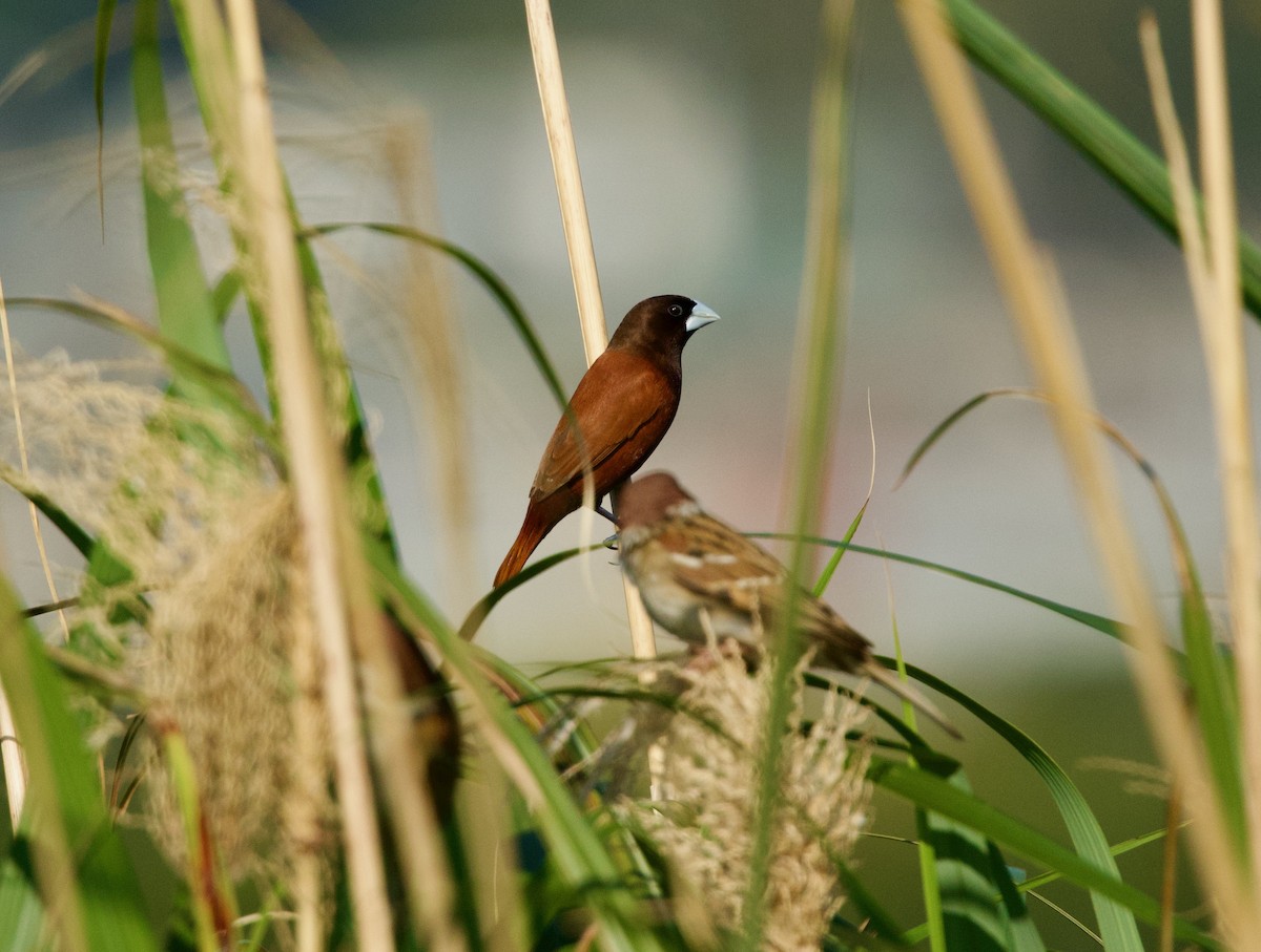 Chestnut Munia - ML650841525