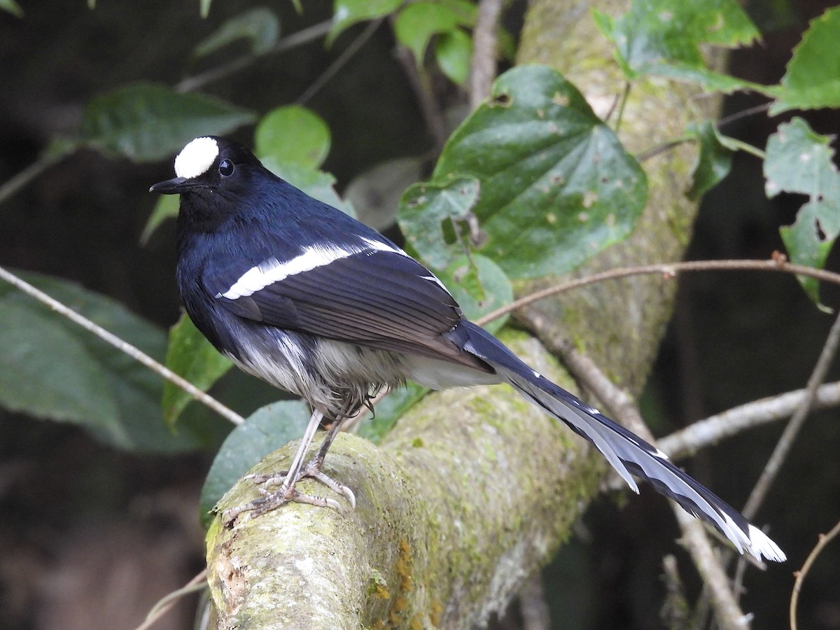 White-crowned Forktail (Northern) - ML650841535