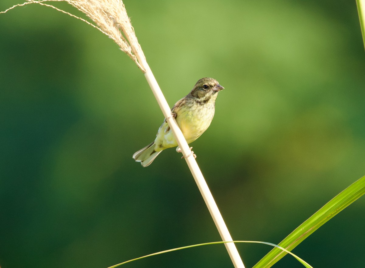 Black-faced Bunting - ML650841539