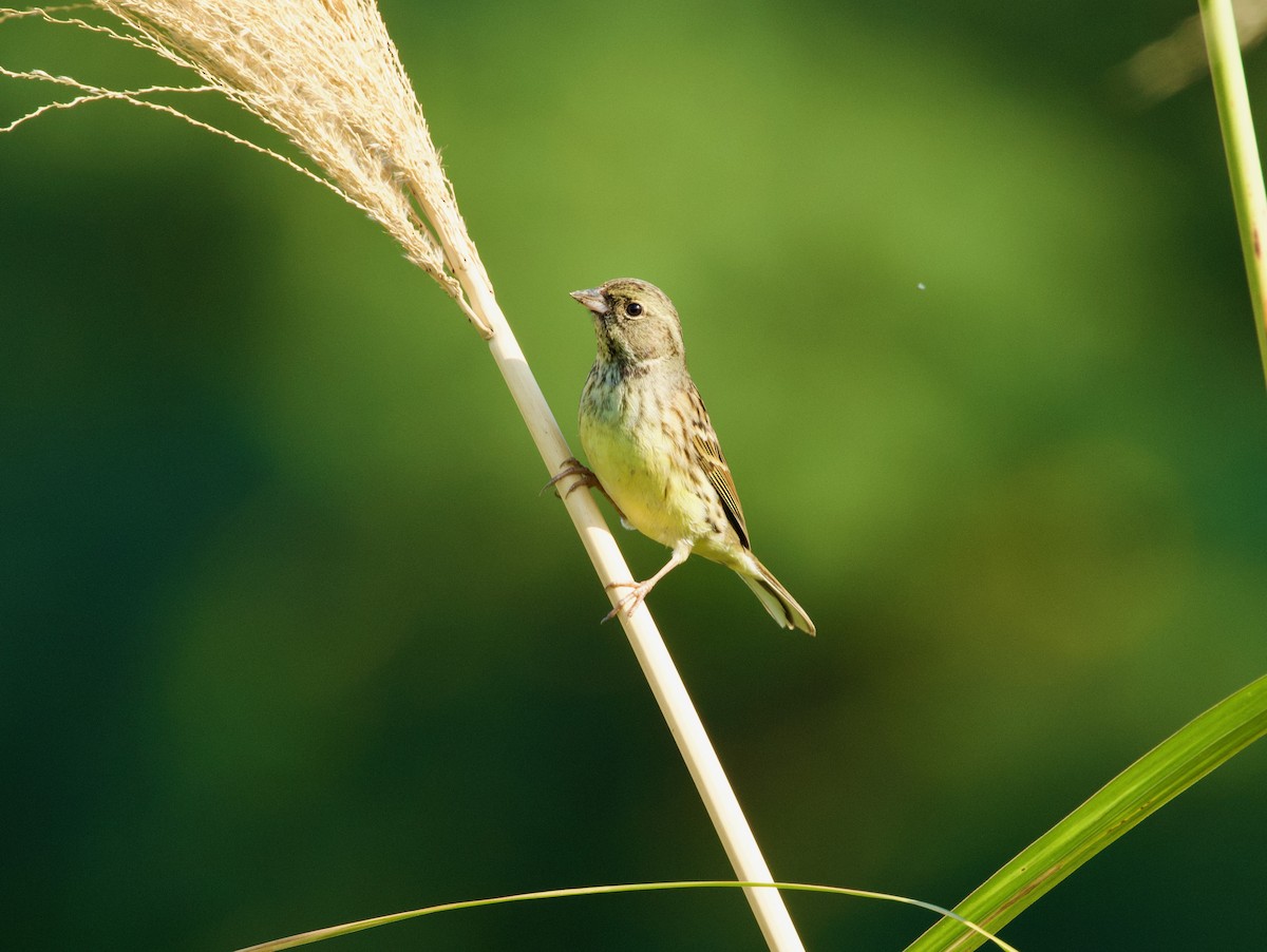 Black-faced Bunting - ML650841544
