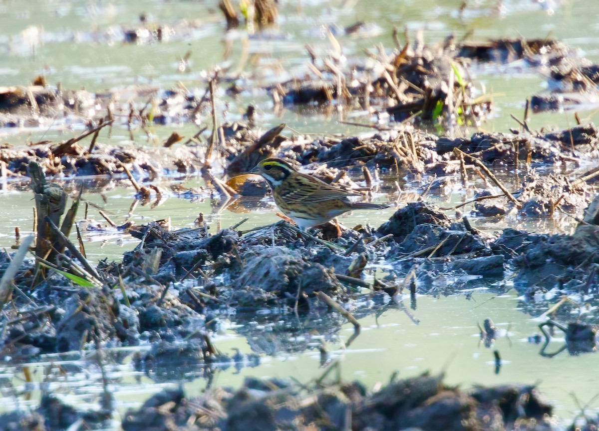Yellow-browed Bunting - ML650841564