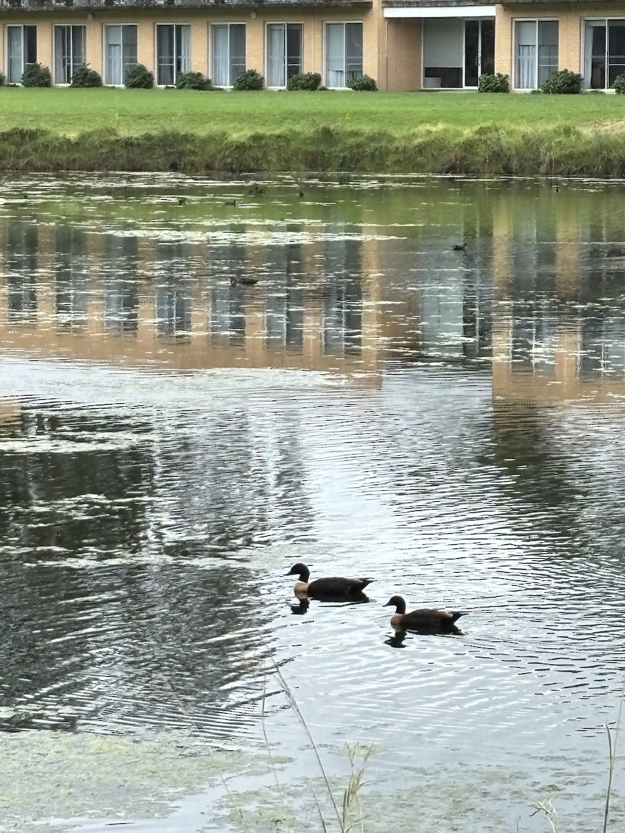 Australian Shelduck - ML650842074