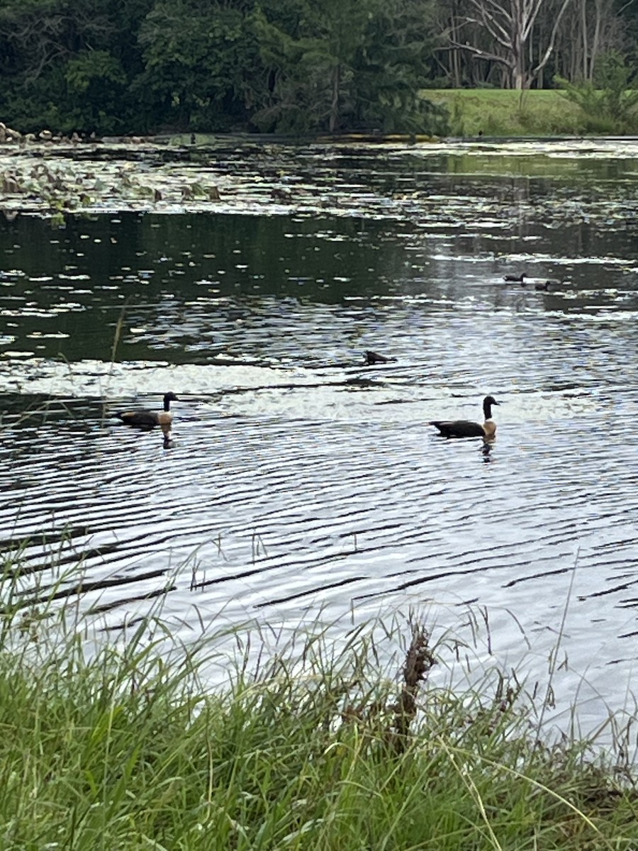 Australian Shelduck - ML650842075