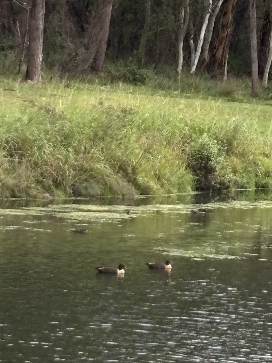 Australian Shelduck - ML650842076