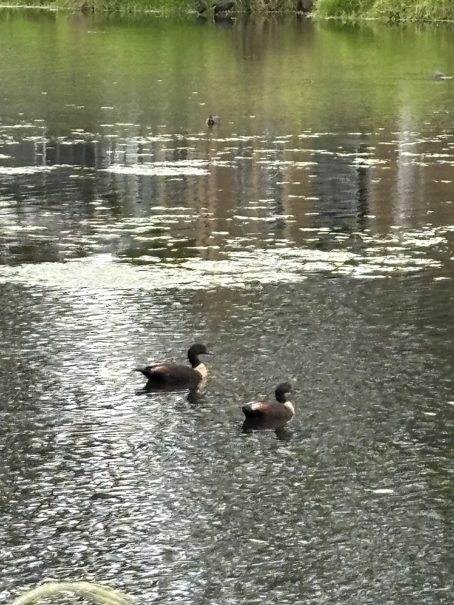 Australian Shelduck - ML650842077