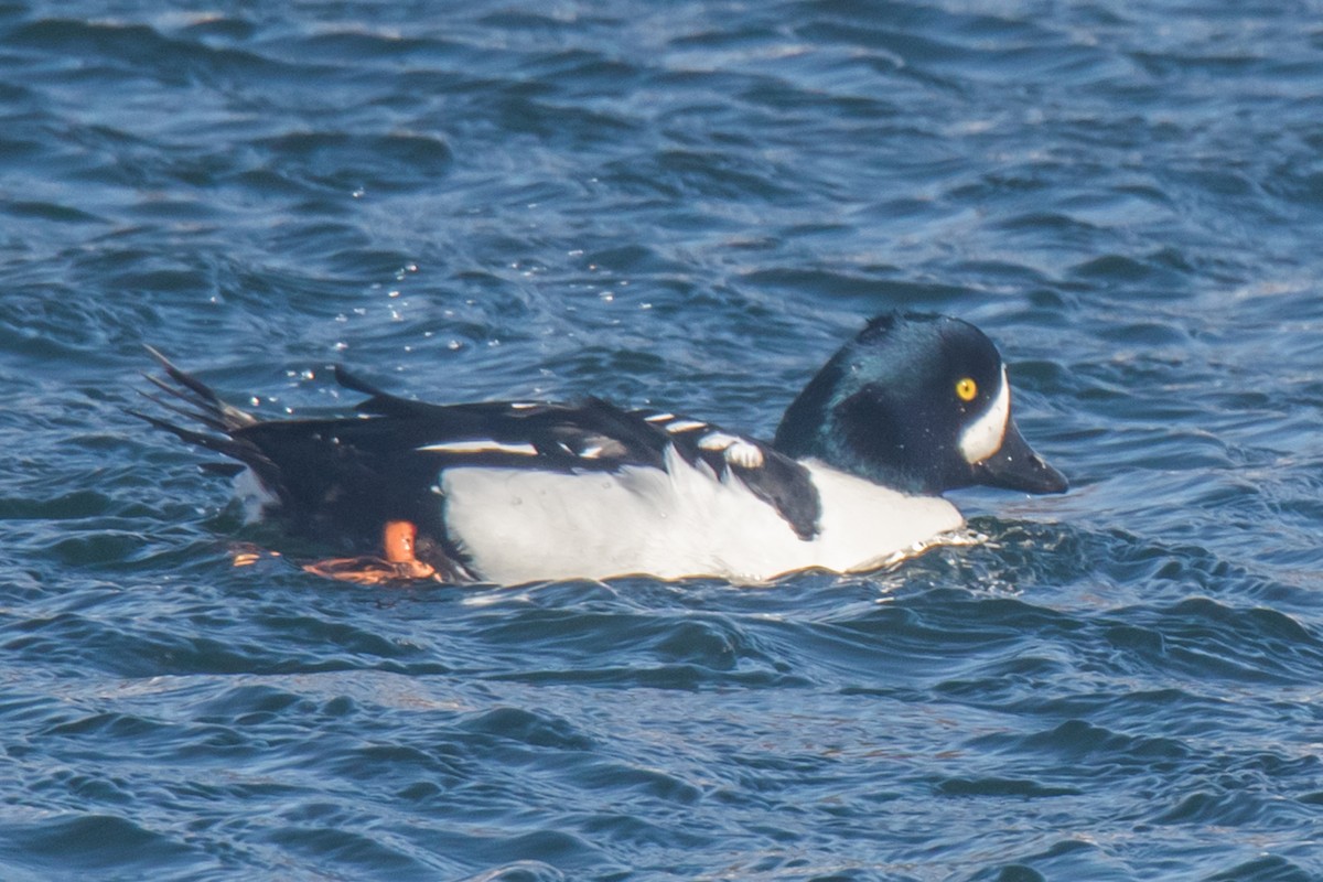 Murgilari islandiarra - ML650842157