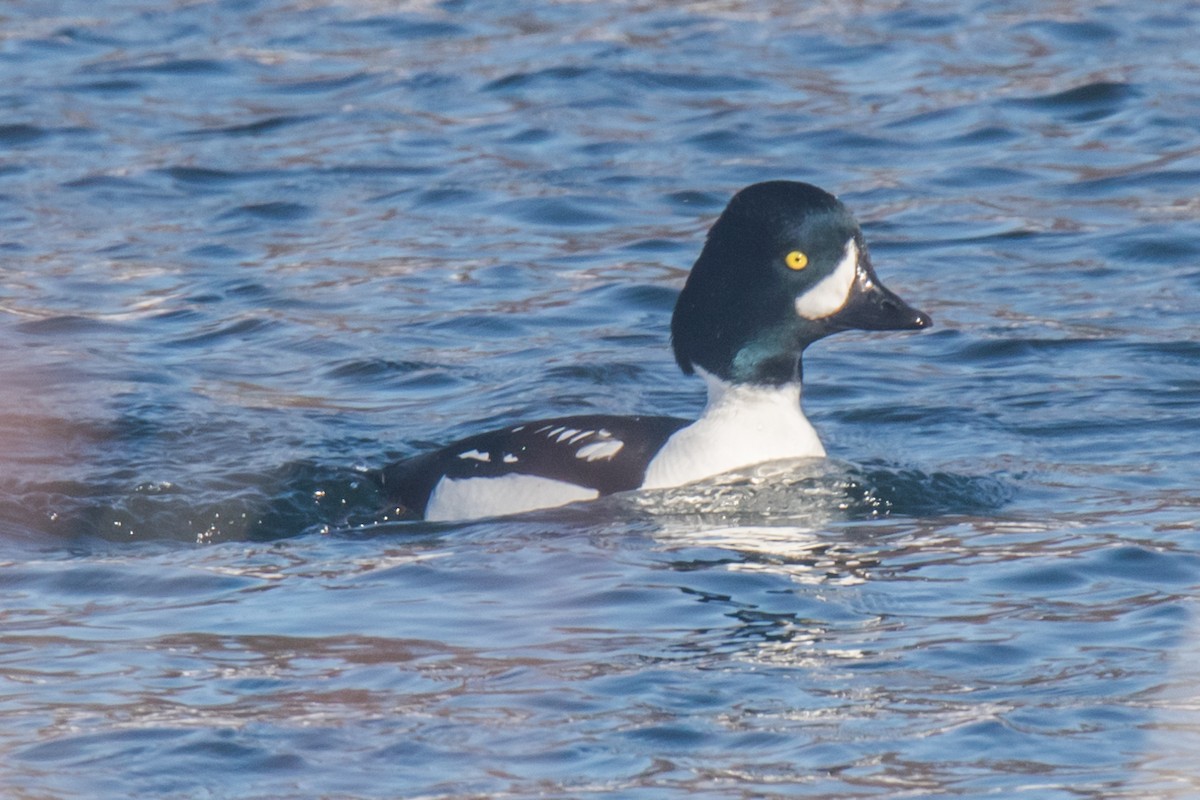 Murgilari islandiarra - ML650842158