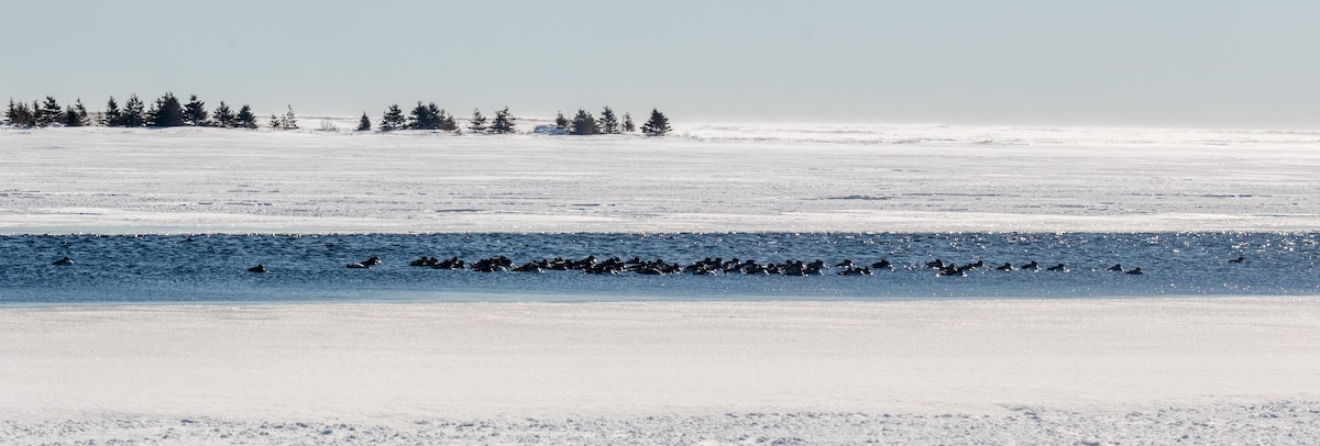 キタホオジロガモ - ML650842159