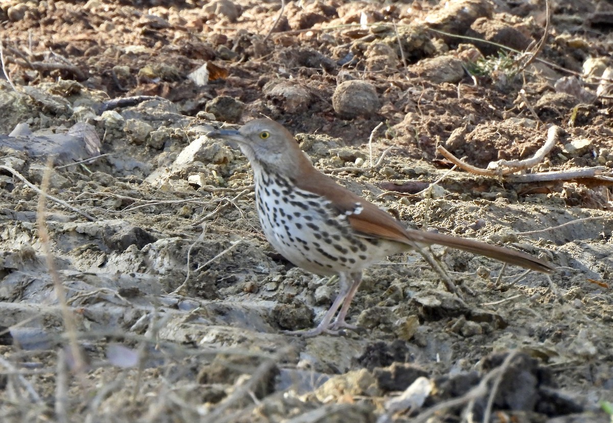 Brown Thrasher - ML650842171