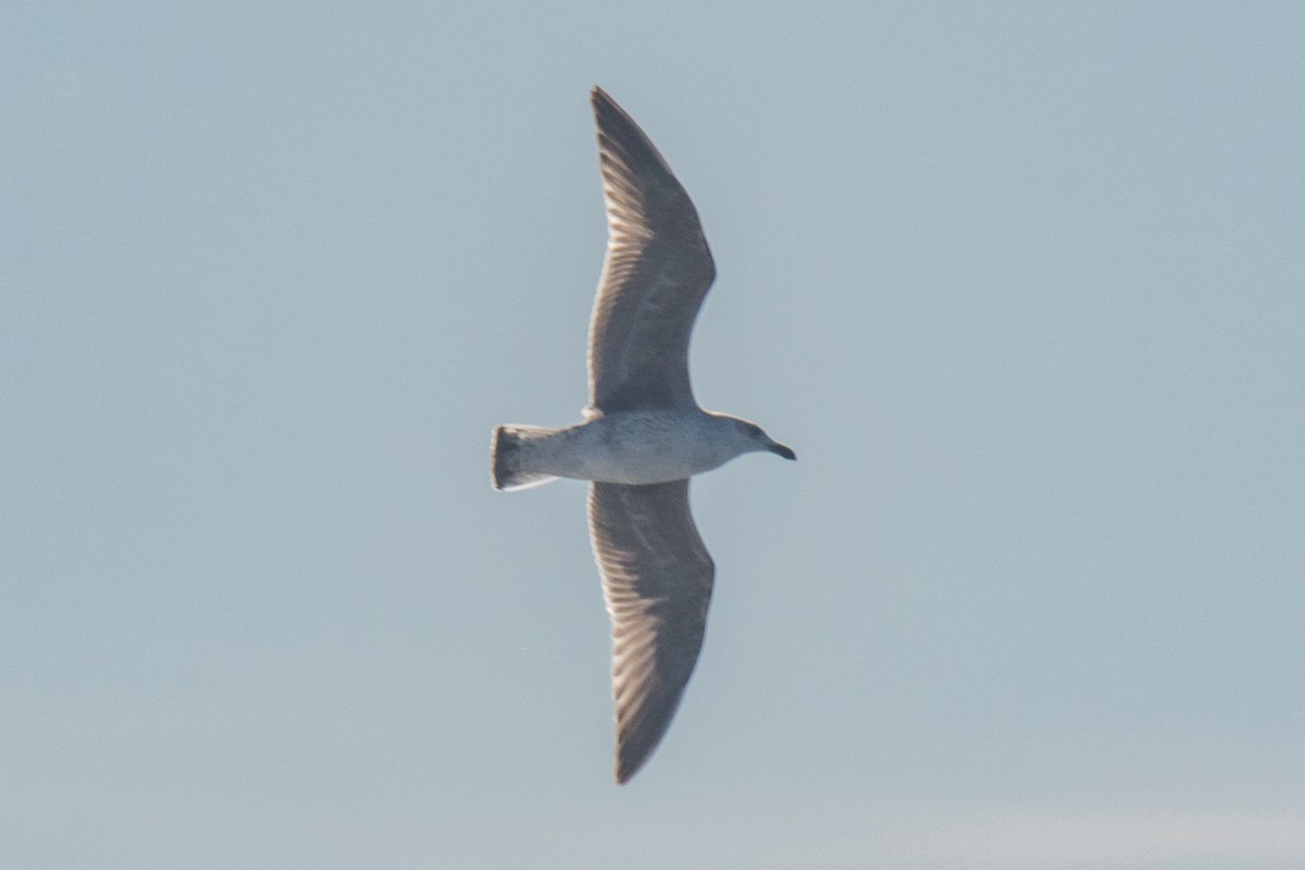 アイスランドカモメ - ML650842176