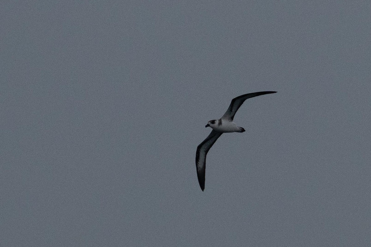 Black-capped Petrel (Dark-faced) - ML650842183