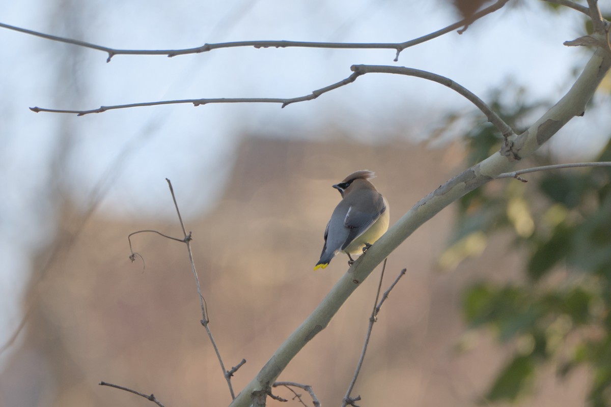 Cedar Waxwing - ML650842206