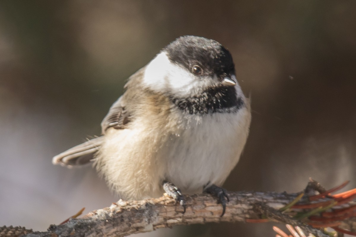 アメリカコガラ - ML650842221