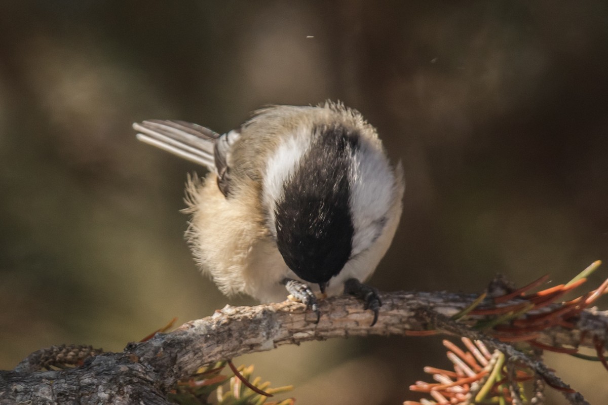 アメリカコガラ - ML650842222