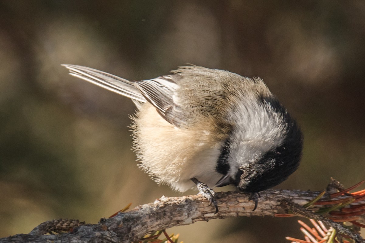 アメリカコガラ - ML650842223