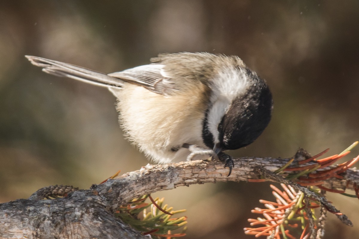 アメリカコガラ - ML650842224