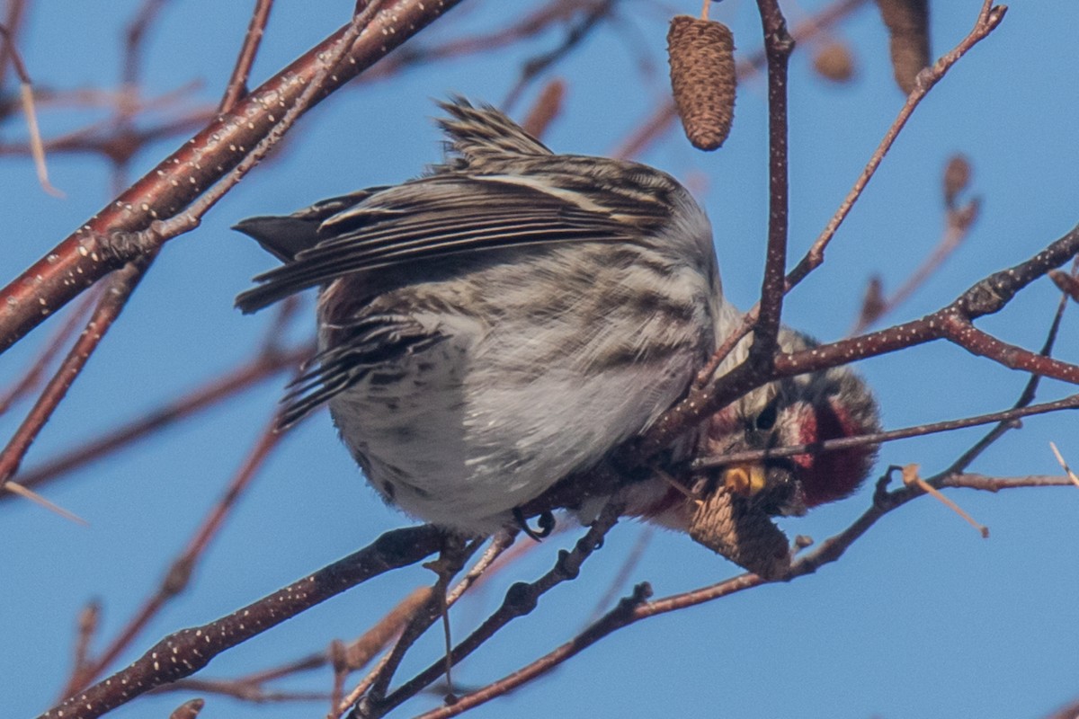 ベニヒワ（亜種 ベニヒワ flammea／rostrata/islandica）ベニヒワ（flammea グループ／亜種 イメベニヒワ） - ML650842238