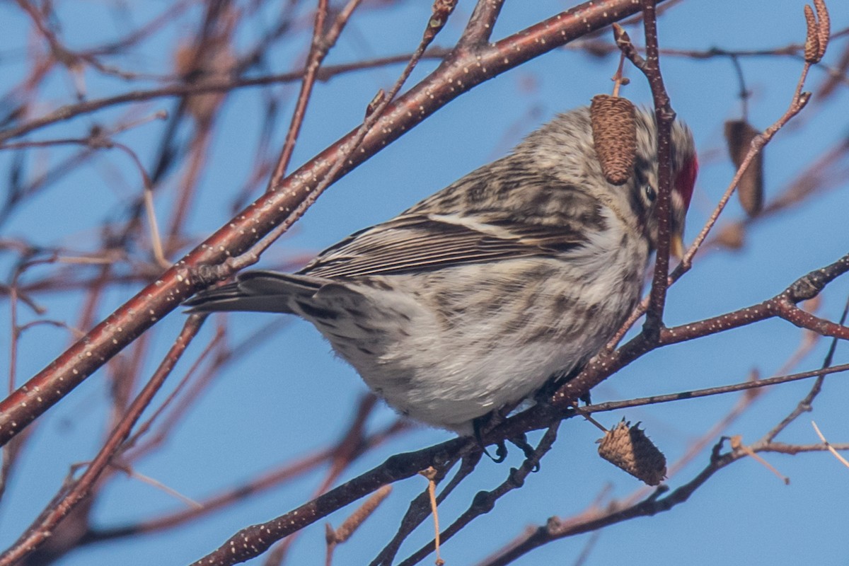 ベニヒワ（亜種 ベニヒワ flammea／rostrata/islandica）ベニヒワ（flammea グループ／亜種 イメベニヒワ） - ML650842239